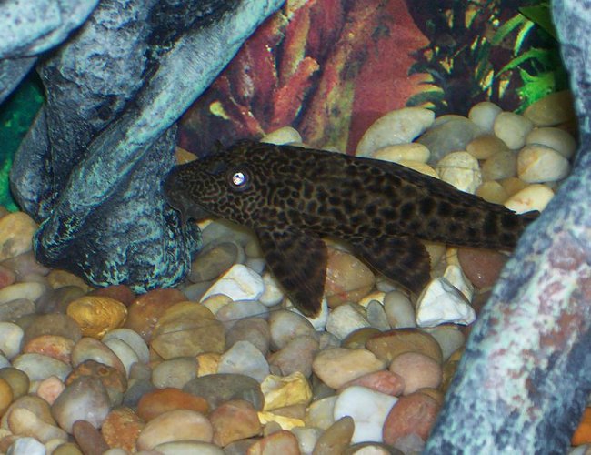 freshwater fish - pseudoacanthicus leopardus - redtail leopard pleco (l-114) stocking in 30 gallons tank - this is my algea eater freshwater fish - pseudoacanthicus leopardus - redtail leopard pleco (l-114) stocking in 30 gallons tank - this is my algea eater