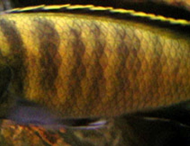 freshwater fish - pseudotropheus flavus stocking in 50 gallons tank - Who's Your Daddy?
Pseudotropheus flavus freshwater fish - pseudotropheus flavus stocking in 50 gallons tank - Who's Your Daddy?
Pseudotropheus flavus