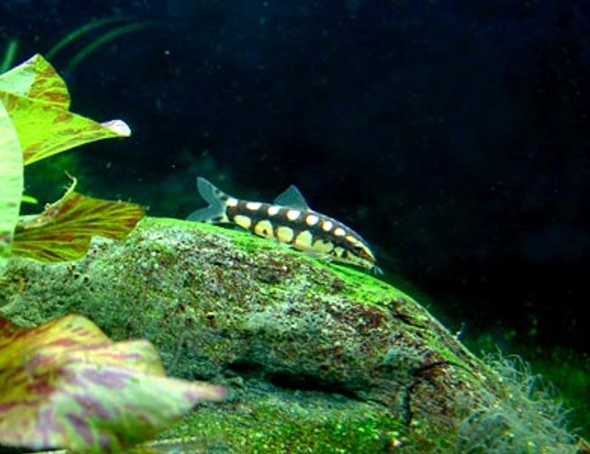 freshwater fish - botia sidthimunki - dwarf loach stocking in 46 gallons tank - dwarf chain loach freshwater fish - botia sidthimunki - dwarf loach stocking in 46 gallons tank - dwarf chain loach