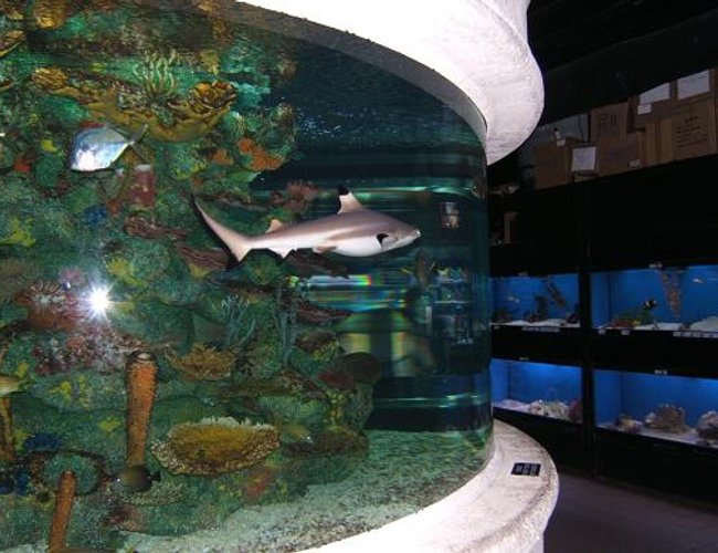 freshwater fish - labeo chrysophekadion - black shark stocking in 65 gallons tank - Black Tip Reef Shark At Work freshwater fish - labeo chrysophekadion - black shark stocking in 65 gallons tank - Black Tip Reef Shark At Work