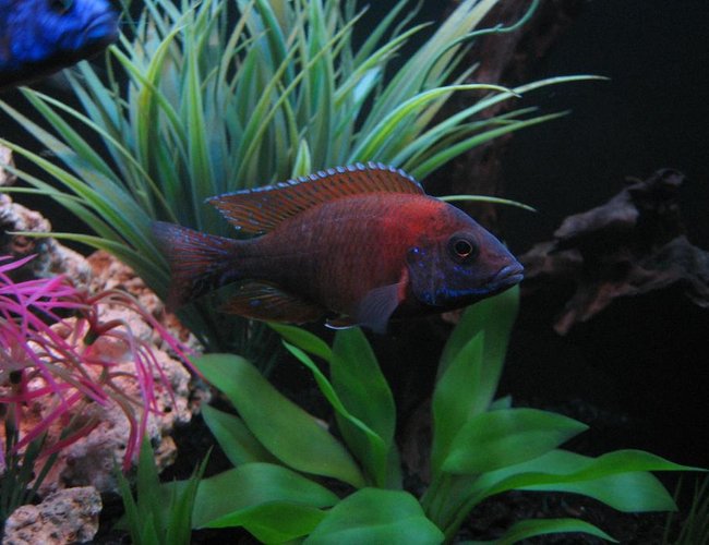freshwater fish - aulonocara rubescens - ruby red peacock stocking in 30 gallons tank - 4" Red Peacock freshwater fish - aulonocara rubescens - ruby red peacock stocking in 30 gallons tank - 4" Red Peacock