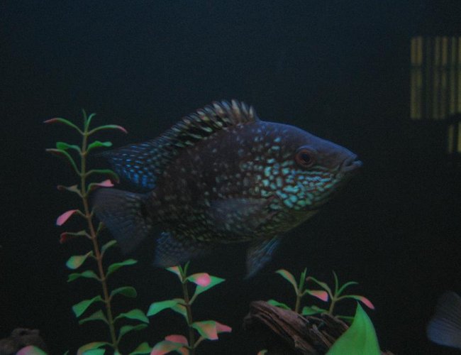 freshwater fish - herichthys carpinte - green texas cichlid stocking in 30 gallons tank - 4" Green Texas Cichlid freshwater fish - herichthys carpinte - green texas cichlid stocking in 30 gallons tank - 4" Green Texas Cichlid