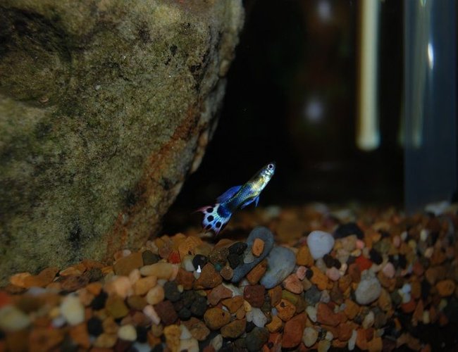 freshwater fish - poecilia reticulata - blue cobra guppy stocking in 22 gallons tank - Another one of my Guppy's. freshwater fish - poecilia reticulata - blue cobra guppy stocking in 22 gallons tank - Another one of my Guppy's.