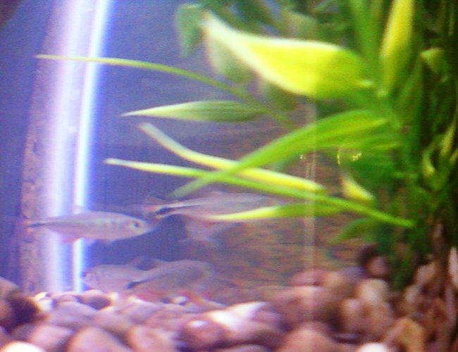 freshwater fish - hemigrammus caudovittatus - albino buenos aires tetra stocking in 29 gallons tank - School of Buenos Aries Tetras freshwater fish - hemigrammus caudovittatus - albino buenos aires tetra stocking in 29 gallons tank - School of Buenos Aries Tetras