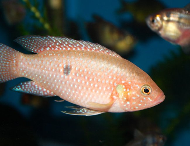 freshwater fish - hemichromis bimaculatus - jewel cichlid - Jewel freshwater fish - hemichromis bimaculatus - jewel cichlid - Jewel