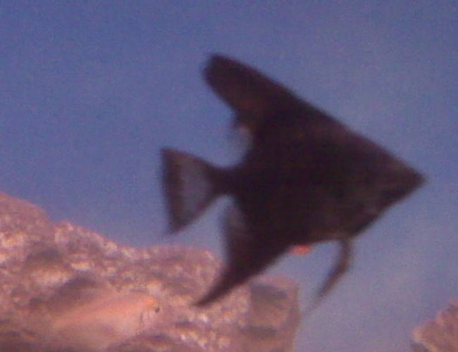 freshwater fish - pterophyllum sp. - black angel stocking in 70 gallons tank - My black angelfish freshwater fish - pterophyllum sp. - black angel stocking in 70 gallons tank - My black angelfish