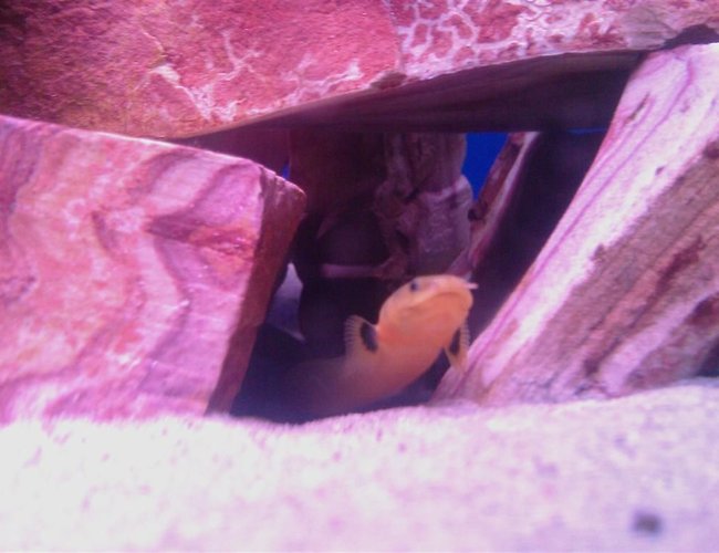freshwater fish - erpetoichthys calabaricus - rope fish stocking in 60 gallons tank - My 11 1/2 inches rope fish
Snakey
he and his companion snakey Jr. currently he / she is 10 3/4inches, in there cave.
they are in a 60 gal mbuna tank.
yes mbuna. i no what u may be thinking but, they have bin in that tank for 2 months and the cichlids don't even notice them. freshwater fish - erpetoichthys calabaricus - rope fish stocking in 60 gallons tank - My 11 1/2 inches rope fish
Snakey
he and his companion snakey Jr. currently he / she is 10 3/4inches, in there cave.
they are in a 60 gal mbuna tank.
yes mbuna. i no what u may be thinking but, they have bin in that tank for 2 months and the cichlids don't even notice them.