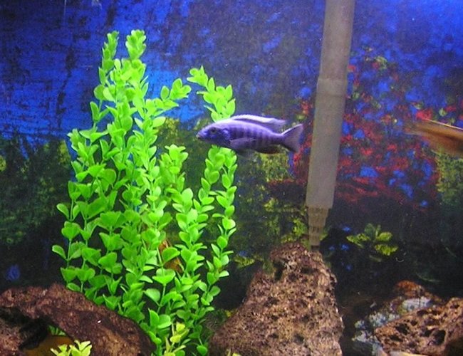 freshwater fish - sciaenochromis fryeri - electric blue hap stocking in 60 gallons tank - electric blue freshwater fish - sciaenochromis fryeri - electric blue hap stocking in 60 gallons tank - electric blue