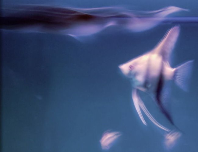 freshwater fish - pterophyllum scalare - zebra angelfish stocking in 45 gallons tank - Asiatic Knifefish, Angelfish, Kribensis freshwater fish - pterophyllum scalare - zebra angelfish stocking in 45 gallons tank - Asiatic Knifefish, Angelfish, Kribensis
