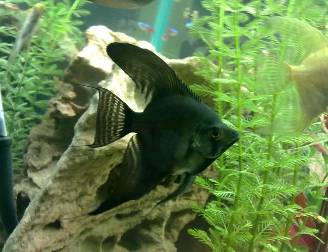 freshwater fish - pterophyllum sp. - black angel stocking in 30 gallons tank - My black angel fish. Around 8-10months old freshwater fish - pterophyllum sp. - black angel stocking in 30 gallons tank - My black angel fish. Around 8-10months old