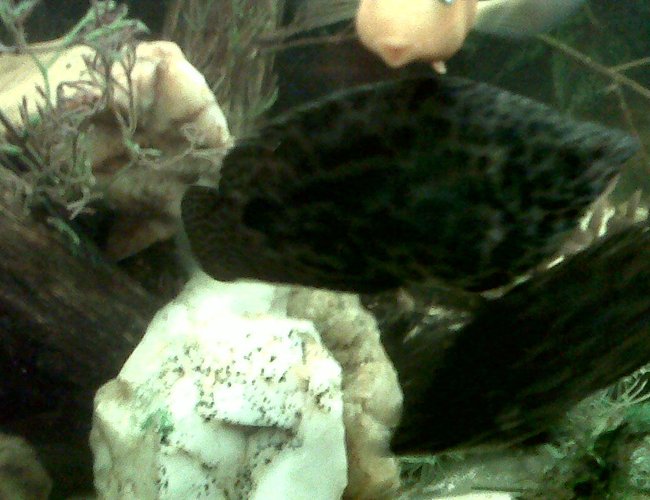 freshwater fish - ctenopoma acutirostre - leopard ctenopoma stocking in 75 gallons tank - 2 Spotted Leaf Fish freshwater fish - ctenopoma acutirostre - leopard ctenopoma stocking in 75 gallons tank - 2 Spotted Leaf Fish