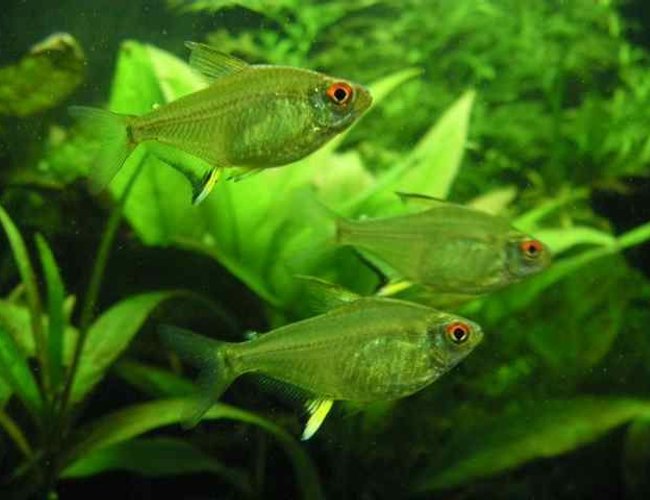 freshwater fish - hyphessobrycon pulchripinnis - lemon tetra stocking in 26 gallons tank - 3 lemon tetras freshwater fish - hyphessobrycon pulchripinnis - lemon tetra stocking in 26 gallons tank - 3 lemon tetras