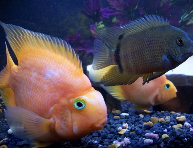 freshwater fish - heros severus x amphilophus citrinellum - blood parrot stocking in 50 gallons tank - hard to show the scale size of 'big george' the parrot cichlid but the severum he is next to is all of 7-8 inches freshwater fish - heros severus x amphilophus citrinellum - blood parrot stocking in 50 gallons tank - hard to show the scale size of 'big george' the parrot cichlid but the severum he is next to is all of 7-8 inches