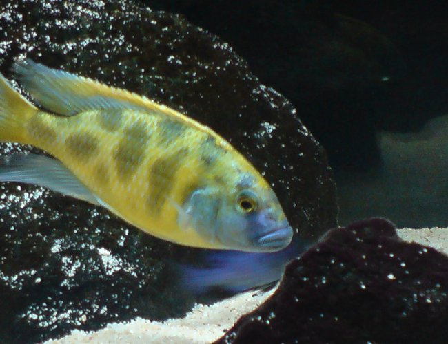 freshwater fish - nimbochromis venustus - venustus cichlid stocking in 100 gallons tank - Nimbochromis Venustus freshwater fish - nimbochromis venustus - venustus cichlid stocking in 100 gallons tank - Nimbochromis Venustus