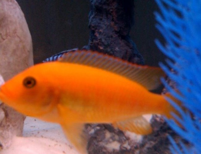 freshwater fish - pseudotropheus estherae - red zebra cichlid stocking in 55 gallons tank - african freshwater fish - pseudotropheus estherae - red zebra cichlid stocking in 55 gallons tank - african