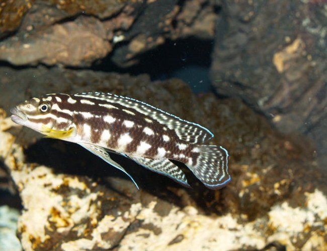 freshwater fish - julidochromis marlieri - marlieri cichlid stocking in 150 gallons tank - What a beautiful marlieri burundi. freshwater fish - julidochromis marlieri - marlieri cichlid stocking in 150 gallons tank - What a beautiful marlieri burundi.