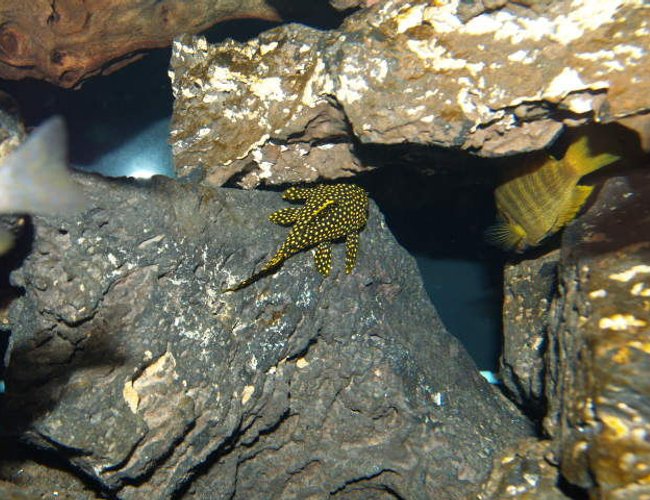 freshwater fish - baryancistrus sp. - gold nugget pleco (l-18) stocking in 150 gallons tank - An unrestricted view of the gold nugget pleco freshwater fish - baryancistrus sp. - gold nugget pleco (l-18) stocking in 150 gallons tank - An unrestricted view of the gold nugget pleco