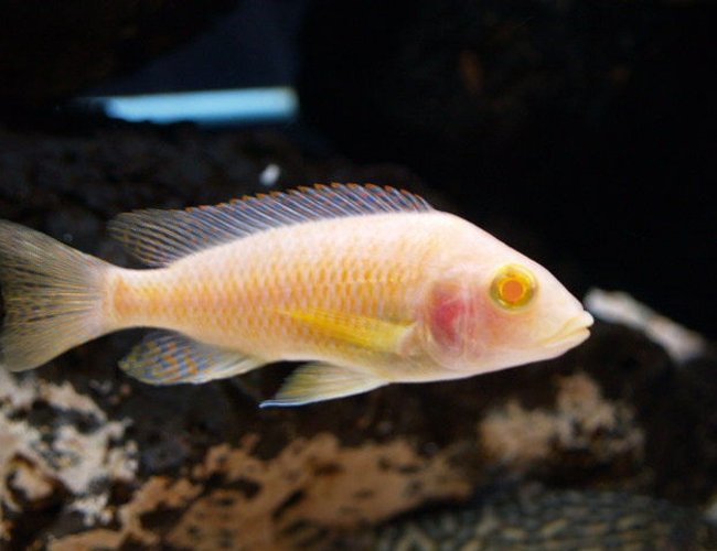 freshwater fish - aulonocara sp. - albino peacock cichlid stocking in 150 gallons tank - My albino peacock think hes the center of attention freshwater fish - aulonocara sp. - albino peacock cichlid stocking in 150 gallons tank - My albino peacock think hes the center of attention