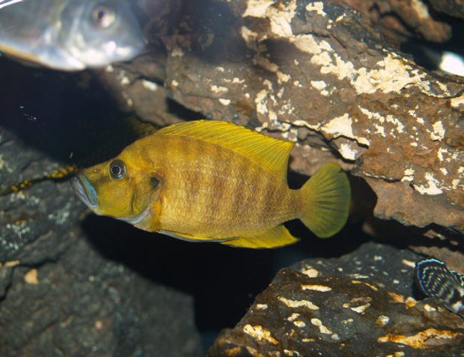 freshwater fish - altolamprologus compressicep - gold head compressicep cichlid stocking in 150 gallons tank - One of my fav of the tank. Orange compressicep freshwater fish - altolamprologus compressicep - gold head compressicep cichlid stocking in 150 gallons tank - One of my fav of the tank. Orange compressicep