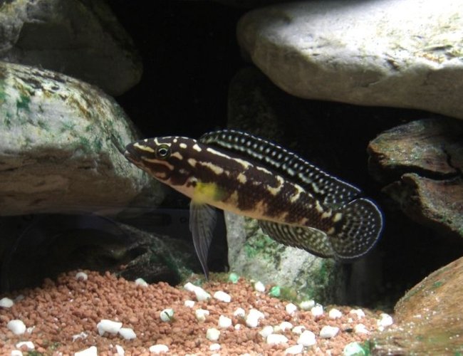 freshwater fish - julidochromis marlieri - marlieri cichlid stocking in 63 gallons tank - Julidochromis Marlieri freshwater fish - julidochromis marlieri - marlieri cichlid stocking in 63 gallons tank - Julidochromis Marlieri