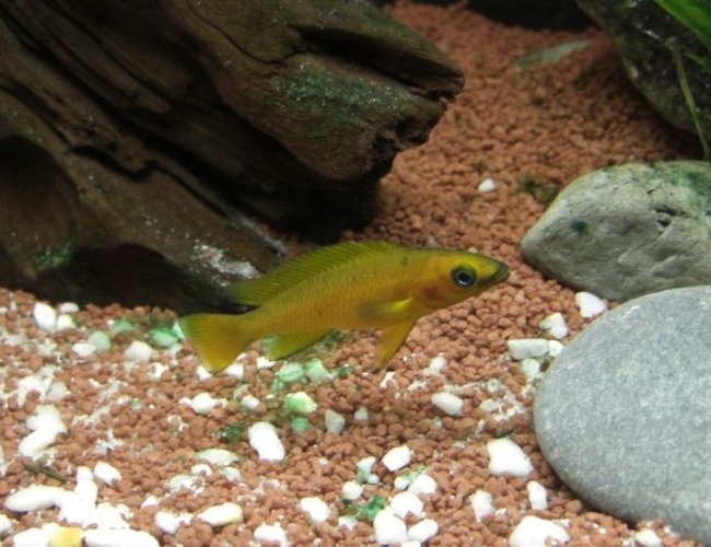 freshwater fish - neolamprologus leleupi - orange leleupi cichlid stocking in 63 gallons tank - Neolamprologus Leleupi Longior freshwater fish - neolamprologus leleupi - orange leleupi cichlid stocking in 63 gallons tank - Neolamprologus Leleupi Longior