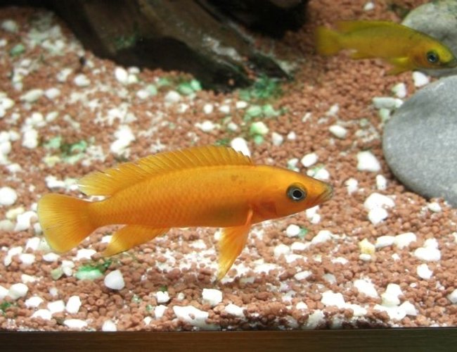 freshwater fish - neolamprologus leleupi - orange leleupi cichlid stocking in 63 gallons tank - Neolamprologus Leleupi Orange freshwater fish - neolamprologus leleupi - orange leleupi cichlid stocking in 63 gallons tank - Neolamprologus Leleupi Orange