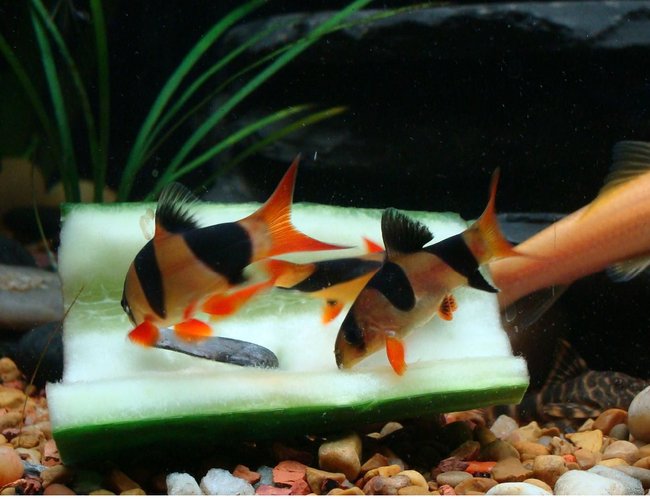 freshwater fish - botia macracantha - clown loach stocking in 40 gallons tank - Clown Loaches freshwater fish - botia macracantha - clown loach stocking in 40 gallons tank - Clown Loaches