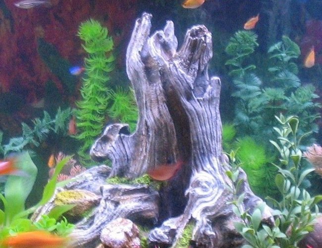 freshwater fish - poecilia latipinna - golden sailfin molly stocking in 55 gallons tank - our 55 gallon tank. Variety of fish with all plastic plants. We recently changed from gravel to sand and LOVE the ease of cleaning and the fish love it too. freshwater fish - poecilia latipinna - golden sailfin molly stocking in 55 gallons tank - our 55 gallon tank. Variety of fish with all plastic plants. We recently changed from gravel to sand and LOVE the ease of cleaning and the fish love it too.