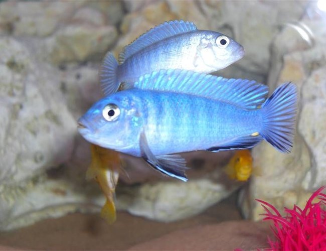 freshwater fish - metriaclima callainos - cobalt blue zebra cichlid - BOB the king of the tank freshwater fish - metriaclima callainos - cobalt blue zebra cichlid - BOB the king of the tank
