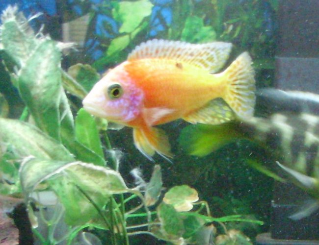 freshwater fish - aulonocara sp. - strawberry peacock cichlid stocking in 70 gallons tank - skittles freshwater fish - aulonocara sp. - strawberry peacock cichlid stocking in 70 gallons tank - skittles