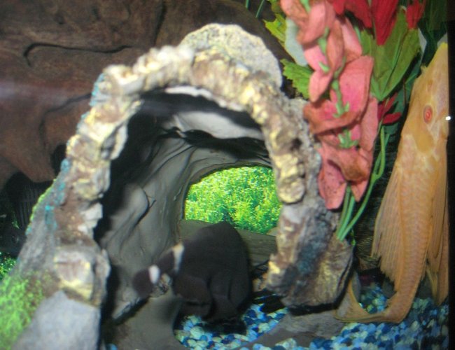 freshwater fish - notopterus chitala - clown knife fish stocking in 55 gallons tank - My knife fish is too shy to show me his face, but on the other hand, my albino pleco is always peeping me out... freshwater fish - notopterus chitala - clown knife fish stocking in 55 gallons tank - My knife fish is too shy to show me his face, but on the other hand, my albino pleco is always peeping me out...
