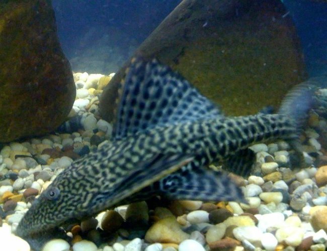 freshwater fish - glyptoperichthys gibbiceps - sailfin pleco (l-83) stocking in 75 gallons tank - pleco freshwater fish - glyptoperichthys gibbiceps - sailfin pleco (l-83) stocking in 75 gallons tank - pleco