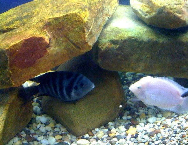 freshwater fish - archocentrus nigrofasciatus - black convict cichlid stocking in 75 gallons tank - Convicts freshwater fish - archocentrus nigrofasciatus - black convict cichlid stocking in 75 gallons tank - Convicts