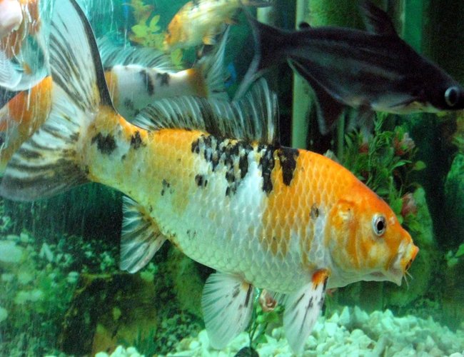 freshwater fish - cyprinus carpio - koi stocking in 30 gallons tank - my hungry koi fish...(yasir) freshwater fish - cyprinus carpio - koi stocking in 30 gallons tank - my hungry koi fish...(yasir)