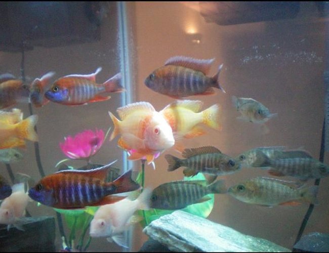 freshwater fish - aulonocara hansbaenschi - red peacock cichlid stocking in 29 gallons tank - Cichlids, Adjusting to their new tank. freshwater fish - aulonocara hansbaenschi - red peacock cichlid stocking in 29 gallons tank - Cichlids, Adjusting to their new tank.