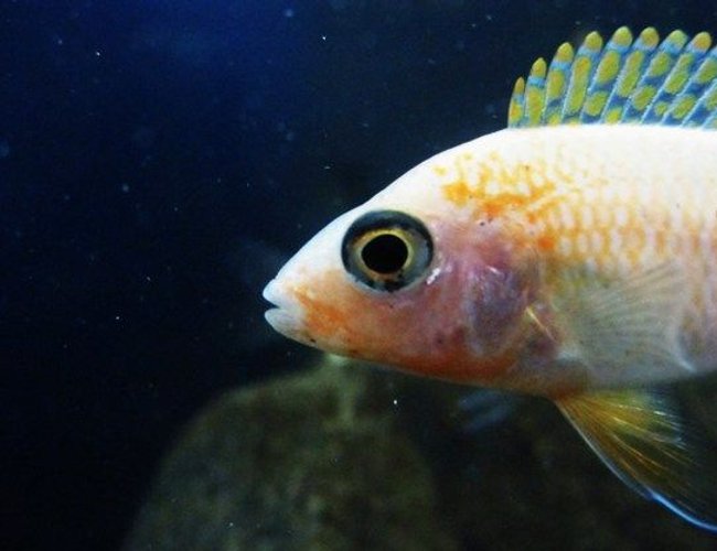 freshwater fish - aulonocara sp. - dragon blood peacock stocking in 55 gallons tank - Dragon's Blood Peacock juvi freshwater fish - aulonocara sp. - dragon blood peacock stocking in 55 gallons tank - Dragon's Blood Peacock juvi