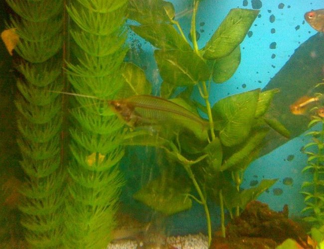 freshwater fish - kryptopterus bicirrhis - ghost glass cat stocking in 22 gallons tank - Here is a picture of one of my amazing Glass Fish! Currently in a 24" x 12" x 18" Freshwater tank that I have owned for just over a year now. Standard Daylight lighting on a timer which switches over to moonlight LED blue lights at the night time. Standard Fluval filtration pump and air bubbles.
Currently home to:
1 Albino Red Finned Shark
2 Albino Bristlenose Plecs
1 Ghost Shrimp
3 Glassfish
1 Dwarf Puffer
1 Zebra Danio
4 Black Neon Tetras
1 Head and Taillight
1 Bolivian ram freshwater fish - kryptopterus bicirrhis - ghost glass cat stocking in 22 gallons tank - Here is a picture of one of my amazing Glass Fish! Currently in a 24" x 12" x 18" Freshwater tank that I have owned for just over a year now. Standard Daylight lighting on a timer which switches over to moonlight LED blue lights at the night time. Standard Fluval filtration pump and air bubbles.
Currently home to:
1 Albino Red Finned Shark
2 Albino Bristlenose Plecs
1 Ghost Shrimp
3 Glassfish
1 Dwarf Puffer
1 Zebra Danio
4 Black Neon Tetras
1 Head and Taillight
1 Bolivian ram