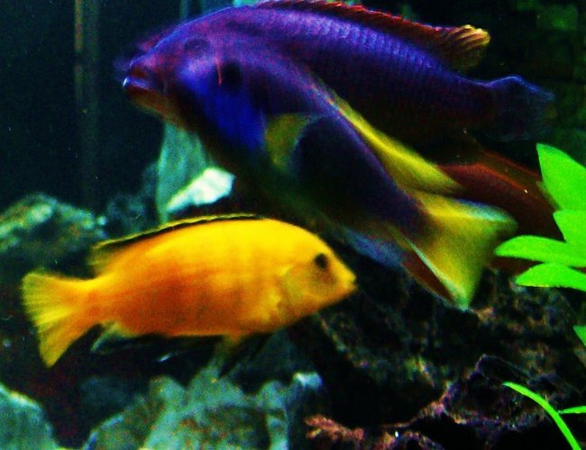 freshwater fish - labidochromis caeruleus - electric yellow cichlid stocking in 125 gallons tank - Electric Yellow and Acei freshwater fish - labidochromis caeruleus - electric yellow cichlid stocking in 125 gallons tank - Electric Yellow and Acei