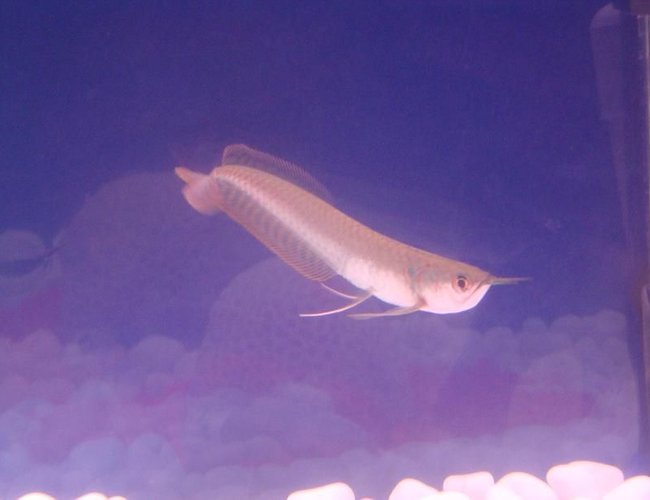 freshwater fish - osteoglossum bicirrhosum - silver arowana stocking in 34 gallons tank - Silver Arowana freshwater fish - osteoglossum bicirrhosum - silver arowana stocking in 34 gallons tank - Silver Arowana