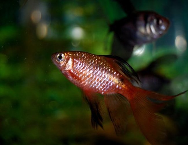 freshwater fish - puntius conchonius - rosy barb stocking in 55 gallons tank - Longfinned Rosy Barb freshwater fish - puntius conchonius - rosy barb stocking in 55 gallons tank - Longfinned Rosy Barb