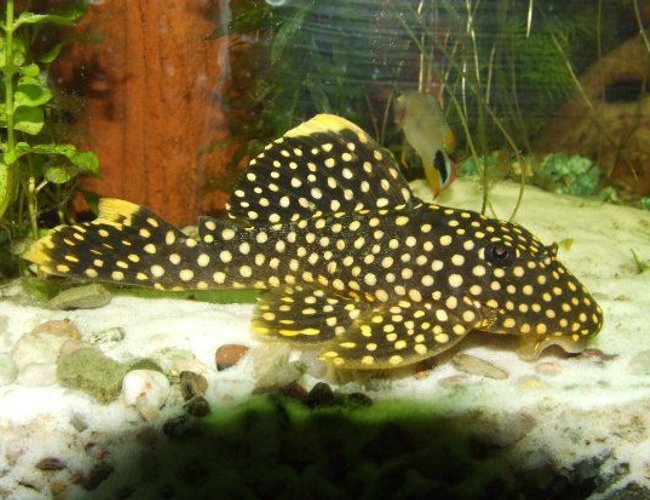 freshwater fish - baryancistrus sp. - gold nugget pleco (l-18) stocking in 47 gallons tank - My beloved baryancistrus freshwater fish - baryancistrus sp. - gold nugget pleco (l-18) stocking in 47 gallons tank - My beloved baryancistrus