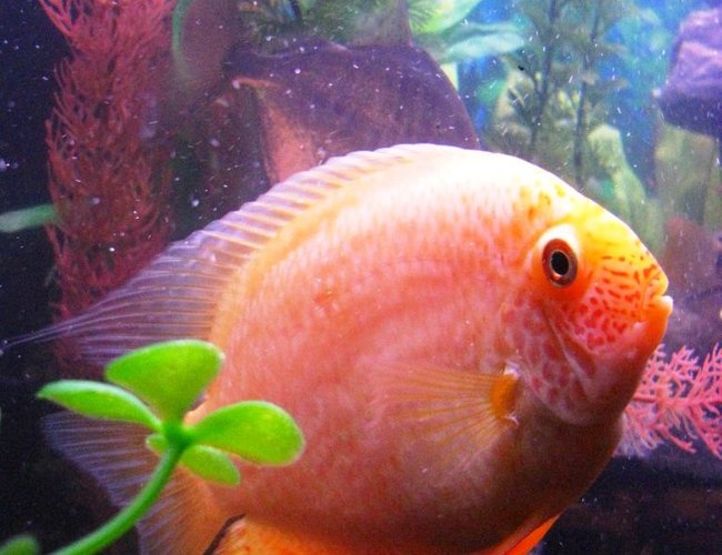 freshwater fish - heros serverus - gold severum stocking in 55 gallons tank - This is my Golden Severum. She is about 4-5". Kinda a cool picture because she really looks round. You can see where the nickname, "Poor Man's Discus" comes from. freshwater fish - heros serverus - gold severum stocking in 55 gallons tank - This is my Golden Severum. She is about 4-5". Kinda a cool picture because she really looks round. You can see where the nickname, "Poor Man's Discus" comes from.