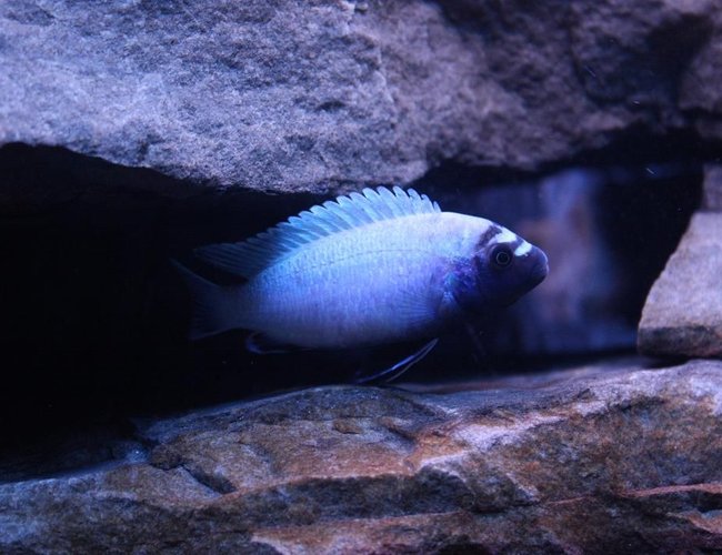 freshwater fish - pseudotropheus polit - polit cichlid stocking in 55 gallons tank - My male Pseudotropheus polit. He's fairly shy most of the time, but came out for this picture :) freshwater fish - pseudotropheus polit - polit cichlid stocking in 55 gallons tank - My male Pseudotropheus polit. He's fairly shy most of the time, but came out for this picture :)