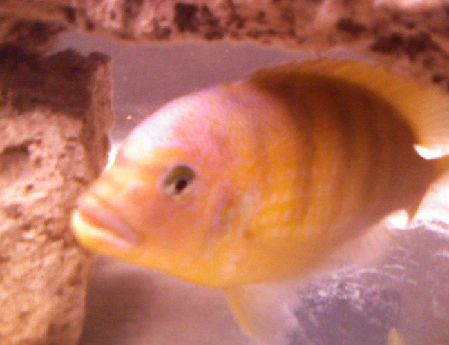 freshwater fish - maylandia lombardoi - kenyi cichlid stocking in 55 gallons tank freshwater fish - maylandia lombardoi - kenyi cichlid stocking in 55 gallons tank