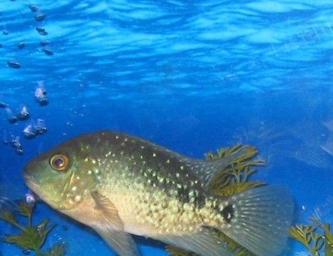 freshwater fish - herichthys cynoguttatus - texas cichlid stocking in 45 gallons tank - rainbow texas cichlid freshwater fish - herichthys cynoguttatus - texas cichlid stocking in 45 gallons tank - rainbow texas cichlid