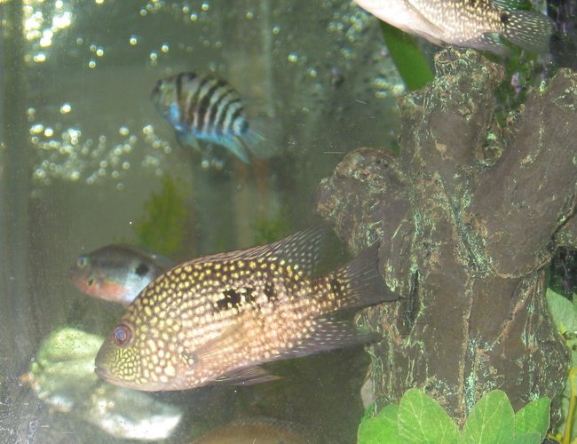 freshwater fish - herichthys cynoguttatus - texas cichlid stocking in 45 gallons tank - texas cichlids freshwater fish - herichthys cynoguttatus - texas cichlid stocking in 45 gallons tank - texas cichlids