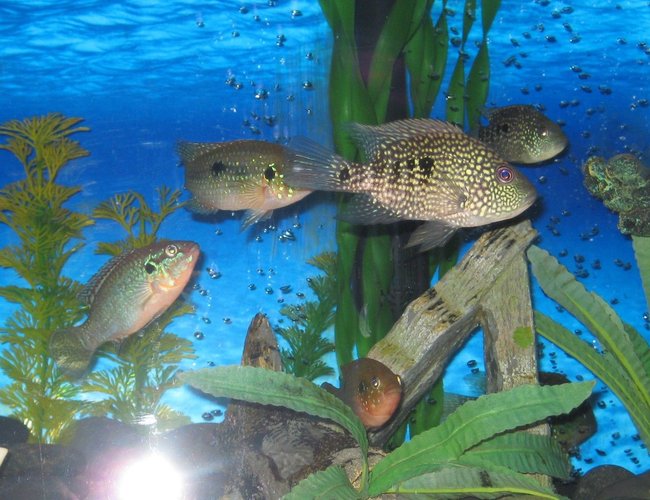 freshwater fish - herichthys cynoguttatus - texas cichlid stocking in 45 gallons tank - texas cichilds with jewel. freshwater fish - herichthys cynoguttatus - texas cichlid stocking in 45 gallons tank - texas cichilds with jewel.