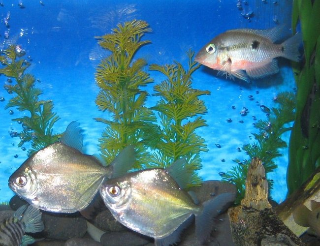 freshwater fish - metynnis argenteus - silver dollar stocking in 45 gallons tank - silver dollars with firemouth freshwater fish - metynnis argenteus - silver dollar stocking in 45 gallons tank - silver dollars with firemouth