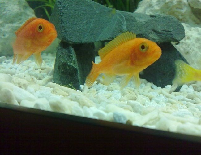 freshwater fish - pseudotropheus estherae - red zebra cichlid stocking in 90 gallons tank - Metriaclima estherae (Red Zebra) freshwater fish - pseudotropheus estherae - red zebra cichlid stocking in 90 gallons tank - Metriaclima estherae (Red Zebra)