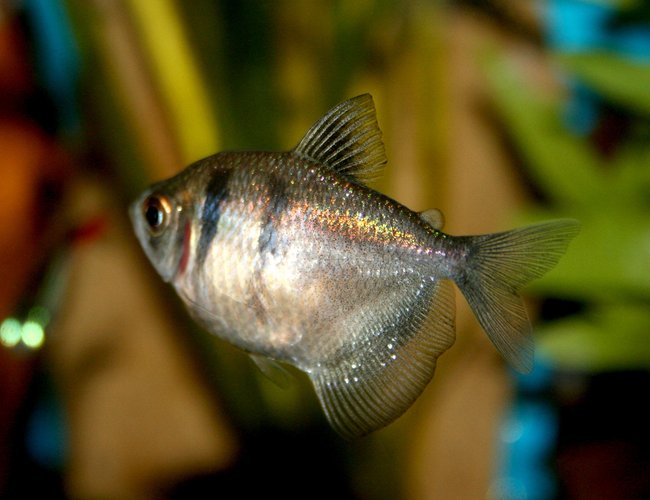 freshwater fish - gymnocorymbus sp. - black skirt tetra stocking in 33 gallons tank - black widow tetra freshwater fish - gymnocorymbus sp. - black skirt tetra stocking in 33 gallons tank - black widow tetra
